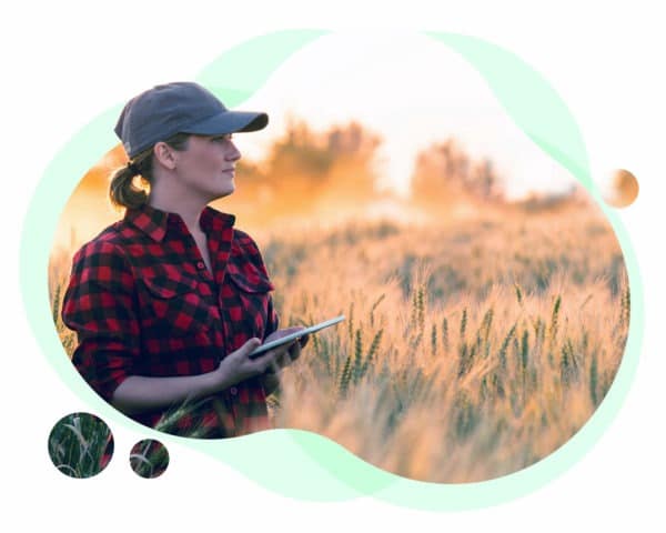 image of a female farmer wearing a hat, standing in a field of wheat at sunset, and using an ipad to access farmers.gov